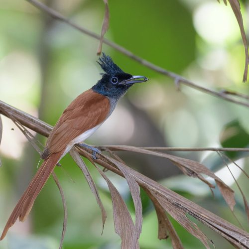 Indian Paradise Flycatcher at SBWR