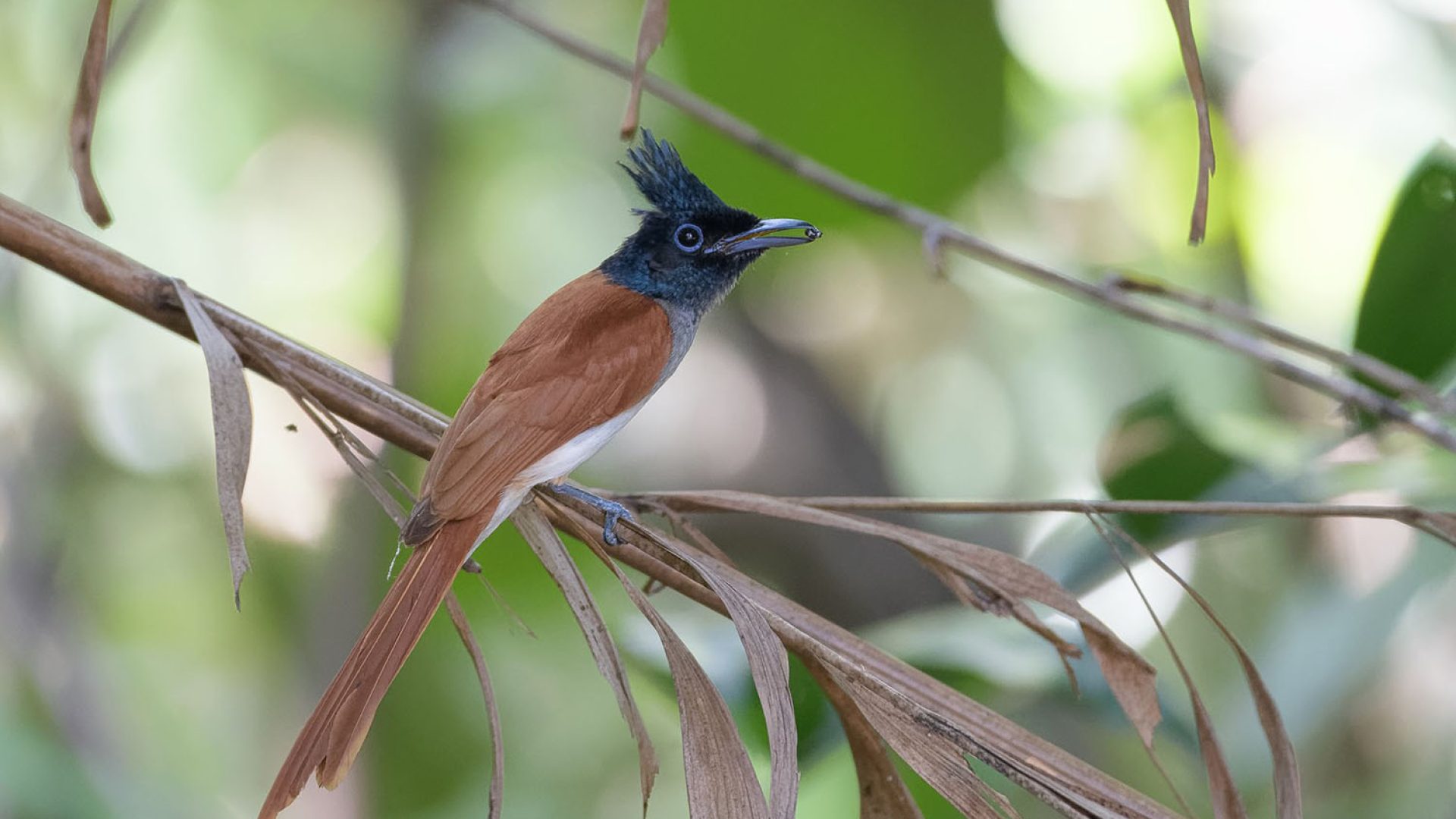 Indian Paradise Flycatcher at SBWR