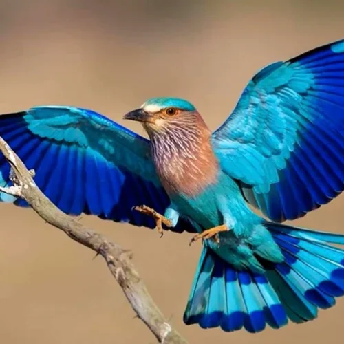 this-bird-appears-in-a-video-i-watch-with-my-kid-and-its-v0-72agzpzgi36b1